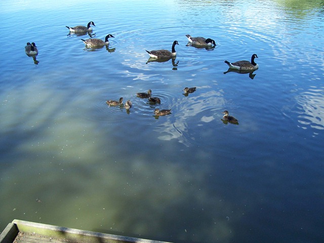 [Ducklings - the young of the Mallard - swimming around Canada geese[4].jpg]
