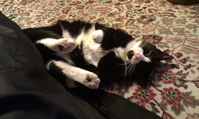 [Cat strapped[3].jpg]