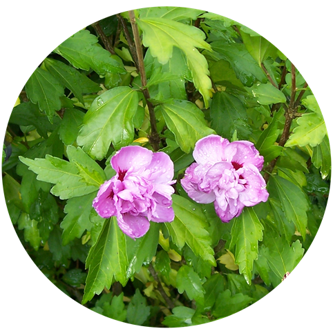 [Tree hollyhock - mallow - hibiscus[4].png]