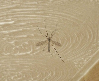 Male crane-fly suspended on gossamer