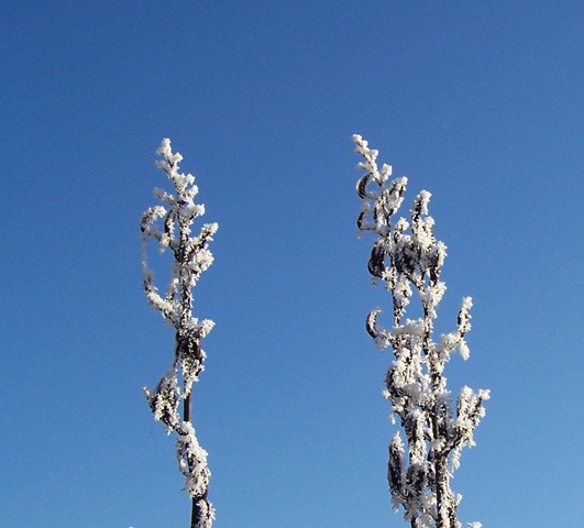 [New Zealand Flax - dead flowers covered in hoarfrost[5].jpg]