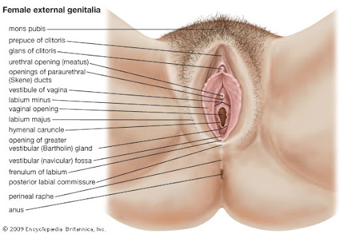 Genitalia Calendar Pictures