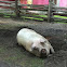 Domestic pig