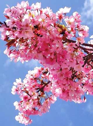 [cherry-blossom[18].jpg]