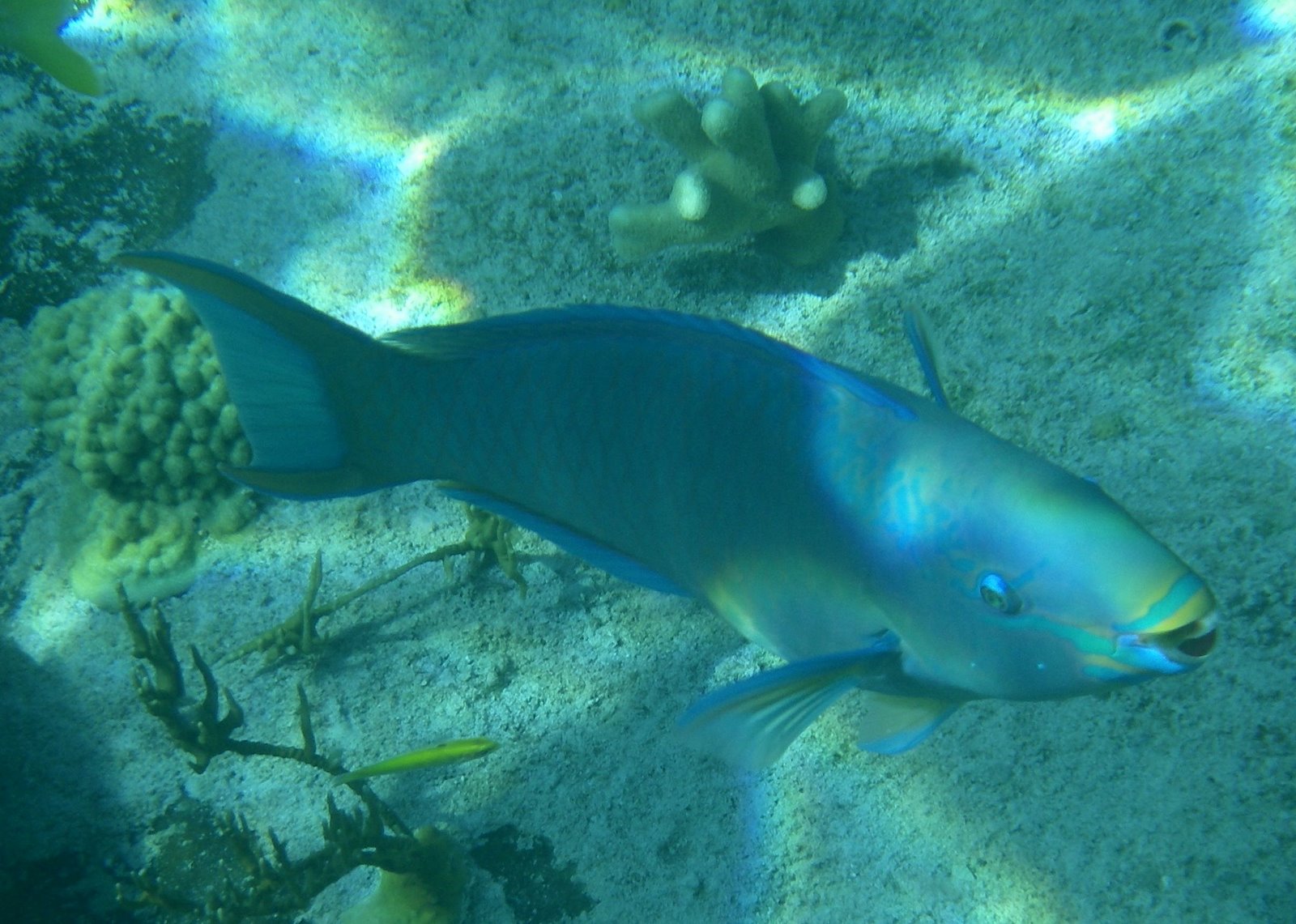 [051409+parrotfish.jpg]