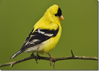 Male American Goldfinch in breeding plumage, Carduelis tristis Male American Goldfinch in breeding plumage, Carduelis tristis