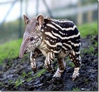 tapir tapir