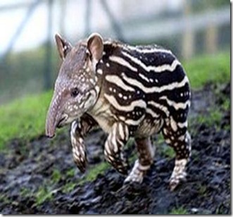 tapir