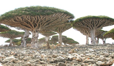 socotra socotra