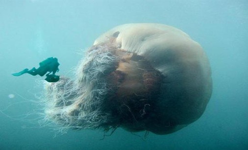 meduza.4 meduza.4