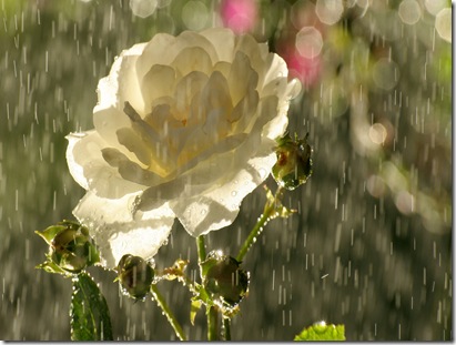 Awesome_Rainy_Wallpapers_www.laba.ws