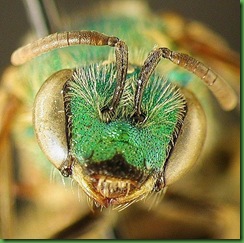 Agapostemon_sericeus,_female,_face,I_SD2752_1