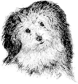 Early image of a Havanese