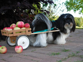 Havanese