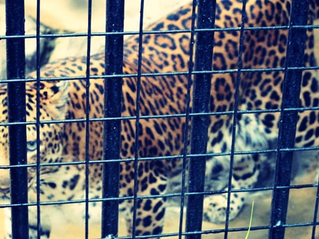 jaguar jaguar