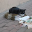 一只乞讨的猫