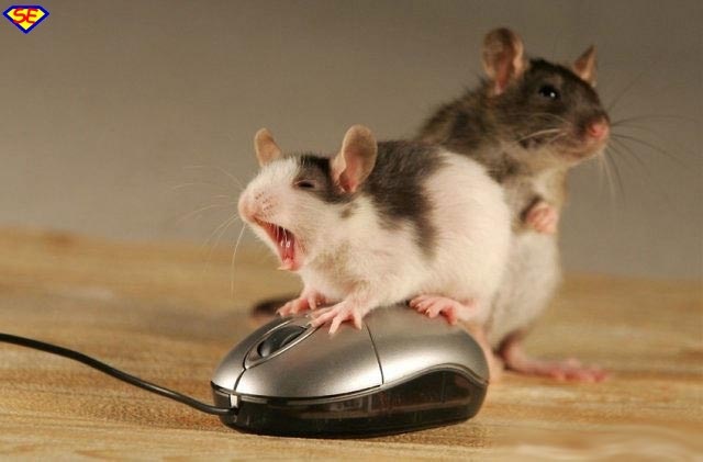 [mouse[9].jpg]