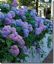 Hydrangea