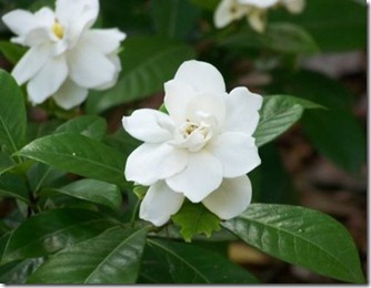 Gardenias