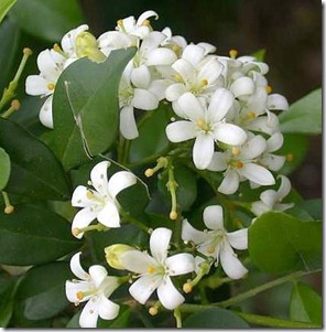 Jasmine