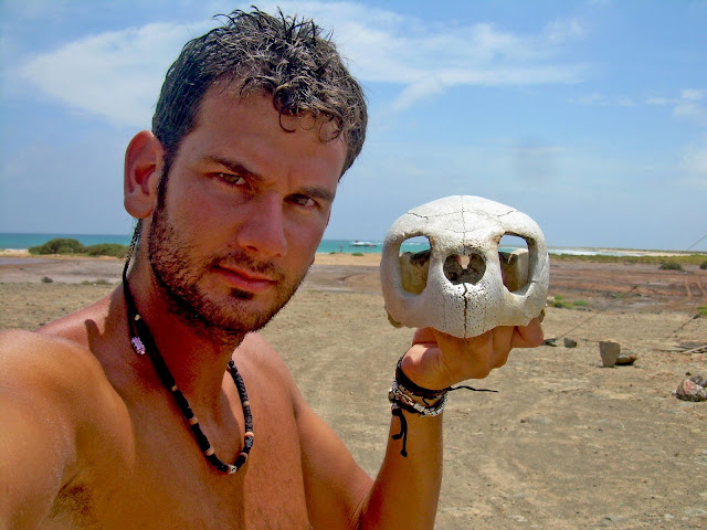 Craneo de tortuga boba