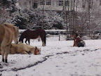 Winter 09 - 10 - 15.jpg