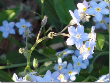 forgetmenot[5]