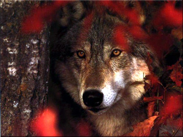 [wolf-in-red[4].jpg]