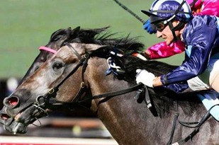 Horse race success