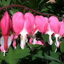 Bleeding Heart Flowers