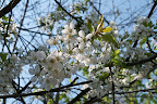 K20D_20090413_01398.jpg