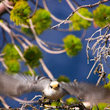 Bird.jpg Bird.jpg
