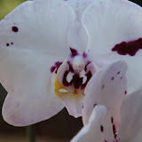 Backyard 099.JPG