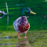 Duck.jpg