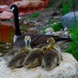 duck family.jpg