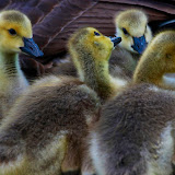 Baby Ducks.jpg