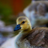 Baby Duck.jpg