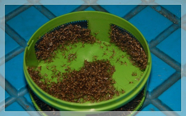 [mosquito 006[7].jpg]