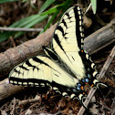 Eastern Tiger Swallowtail Butterfly