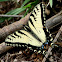 Eastern Tiger Swallowtail Butterfly