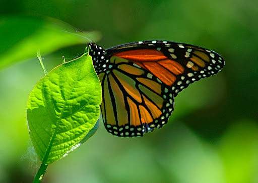 Monarch Monarch