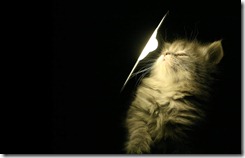 cat-wallpaper-1280x800-091102