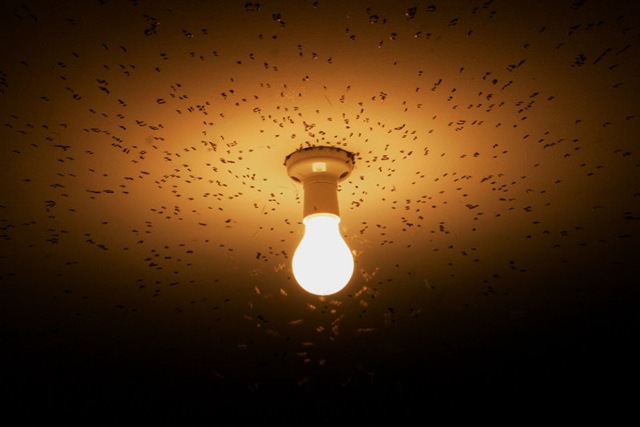 [flies_attracted_to_light[6].jpg]
