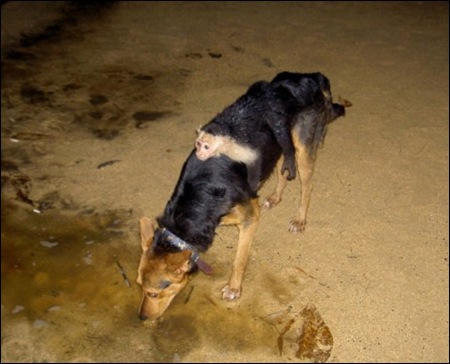 Imagens da Semana 41 (4)