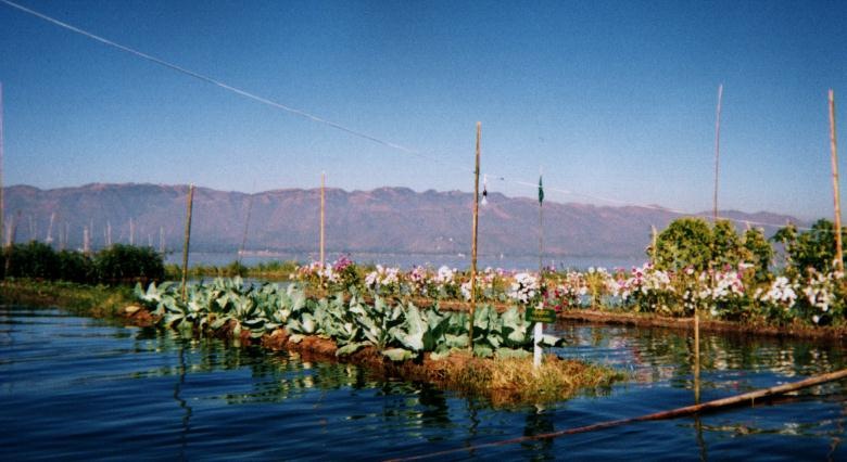 [myanmar_inle_floating_veges[1].jpg]