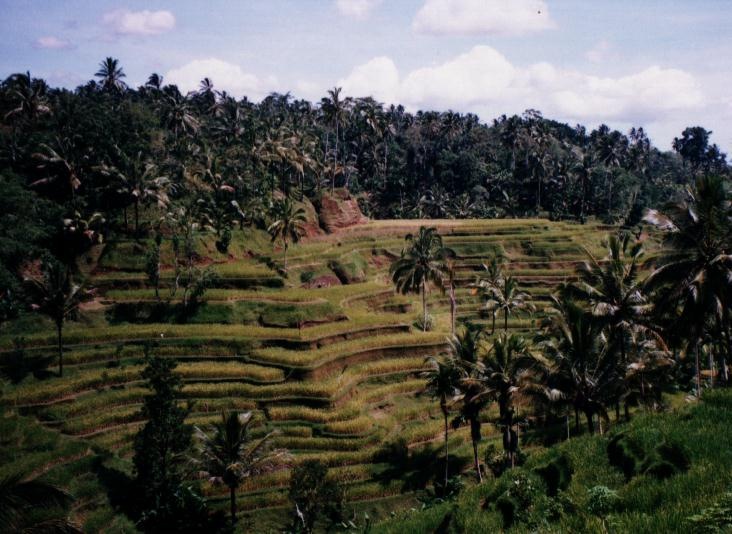 [indonesia_bali_padi[5].jpg]