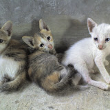 Pusang Gala