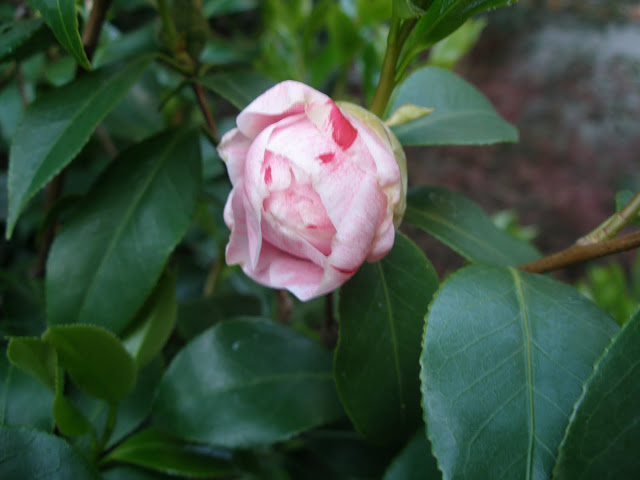 P4100001-2.JPG
