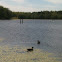 Canadian Geese