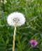 [1-0-dandelion_-Taraxacum-Officinale_seeds[14].jpg]